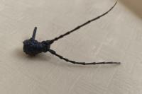 Cerambyx cerdo