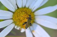 Oedemera flavipes