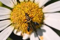 Oedemera flavipes