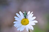 Oedemera nobilis
