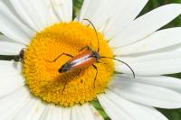 Stenurella melanura