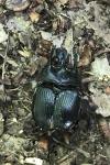 Typhaeus typhoeus