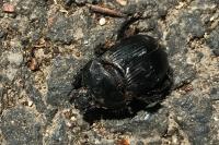Typhaeus typhoeus