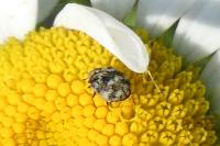 Anthrenus verbasci