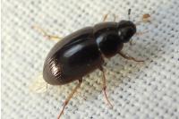 Hydrobius fuscipes