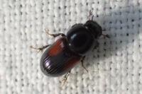 Nialus varians