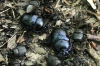 Anoplotrupes stercorosus