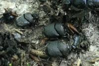 Onthophagus verticicornis