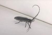 Agapanthia cardui