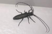 Agapanthia cardui