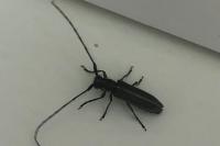 Agapanthia cardui