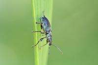 Phyllobius pomaceus