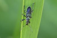 Phyllobius pomaceus