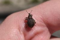 Brachypera zoilus