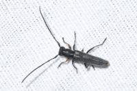 Phytoecia cylindrica
