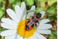 Trichodes alvearius