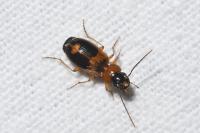 Badister bullatus