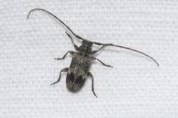 Exocentrus adspersus