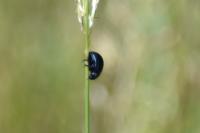 Chrysolina haemoptera