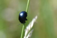 Chrysolina haemoptera