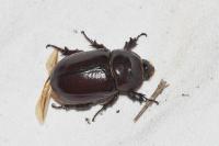 Oryctes nasicornis