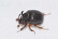 Odonteus armiger