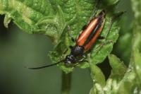 Stenurella melanura