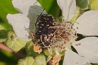 Oxythyrea funesta