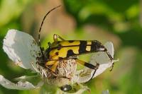 Rutpela maculata