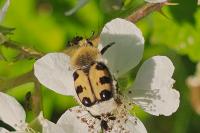 Trichius gallicus