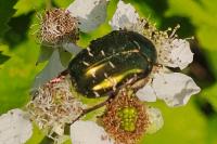 Cetonia aurata