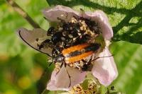 Stenurella melanura