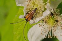 Stenurella melanura