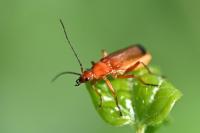 Rhagonycha fulva