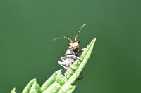 Clanoptilus elegans