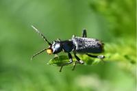 Clanoptilus elegans