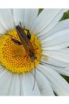 Oedemera podagrariae