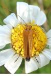 Oedemera podagrariae