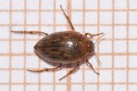 Haliplus fulvus