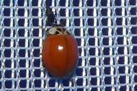 Harmonia axyridis