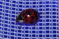 Harmonia axyridis