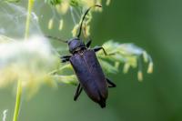 Stictoleptura scutellata