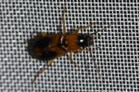 Badister bullatus
