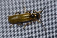 Cantharis decipiens