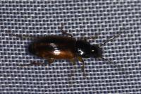 Stenolophus