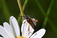 Stenopterus rufus