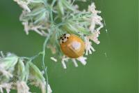Harmonia axyridis