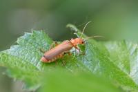 Cantharis