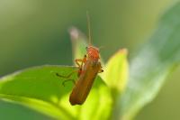 Cantharis