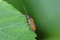 Rhagonycha nigriventris